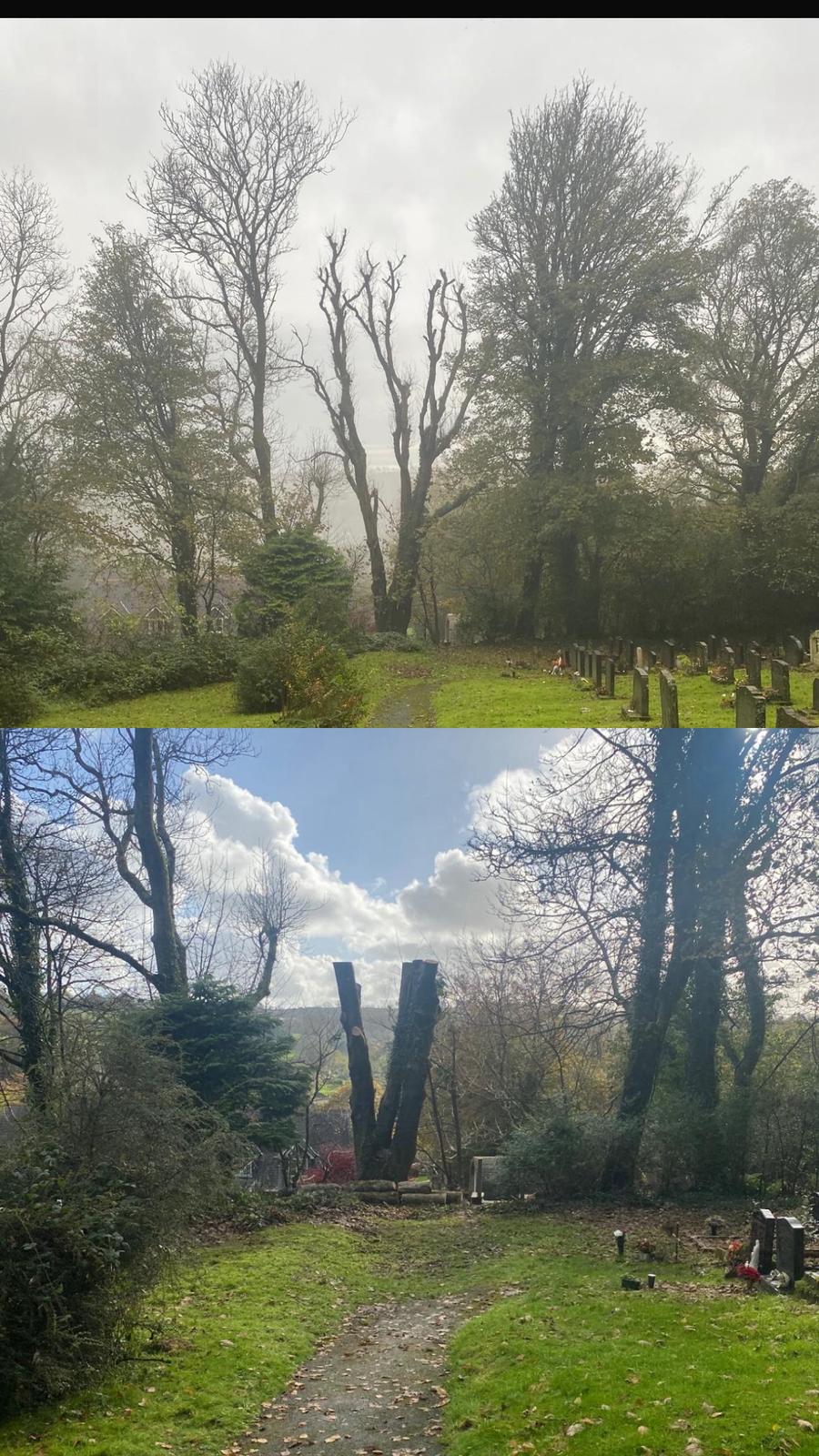 Tree Felling and Removals - ADW Tree Services