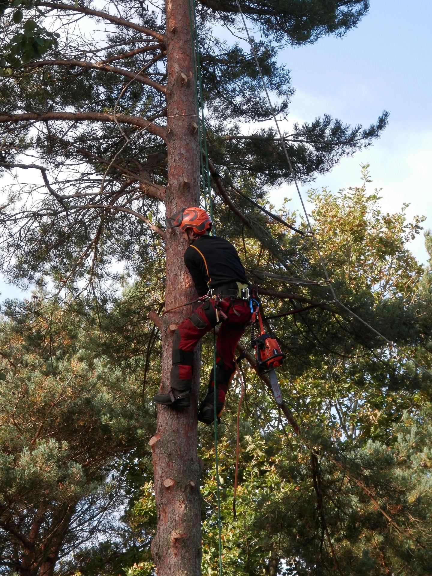ADW Tree Services at work