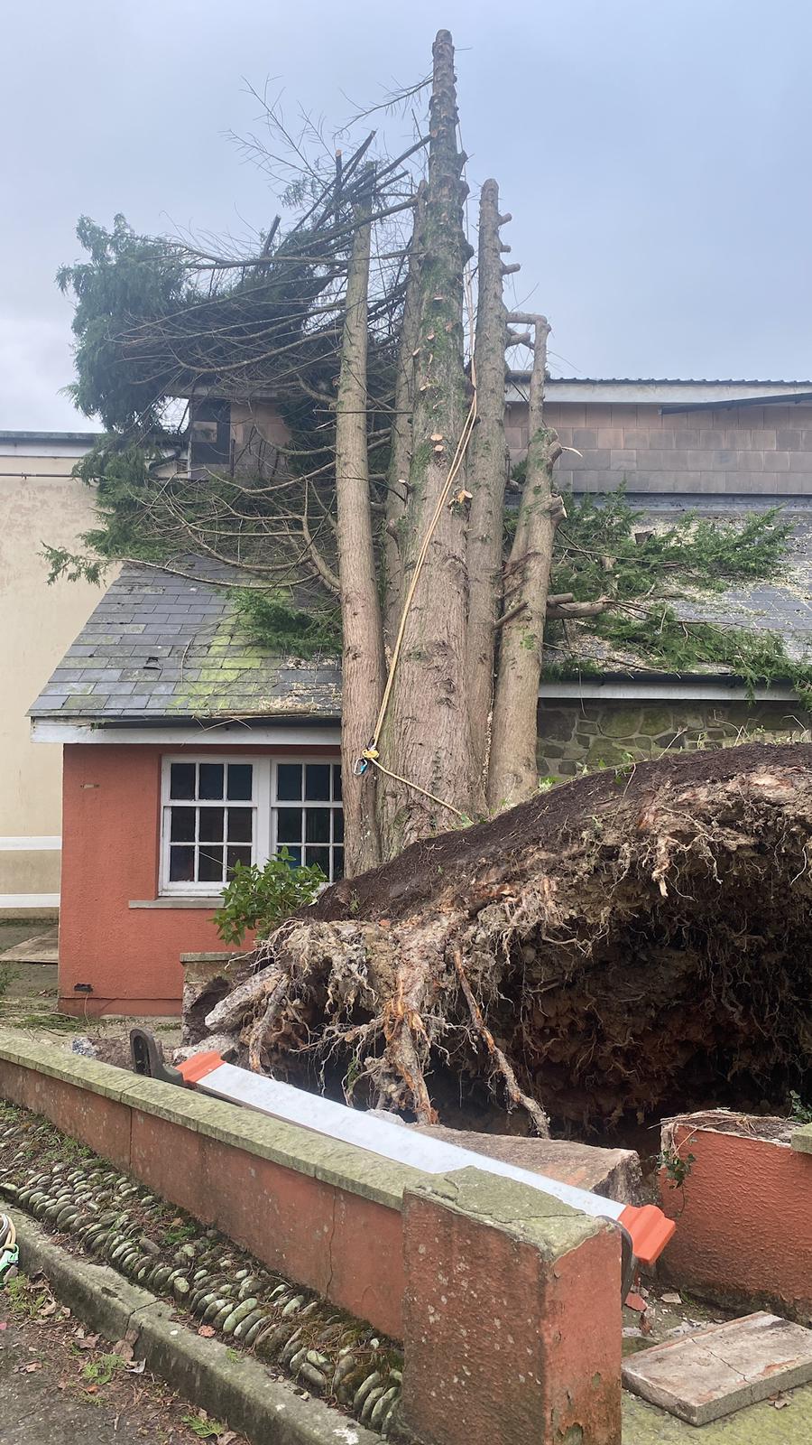 Tree Felling and Removals - ADW Tree Services