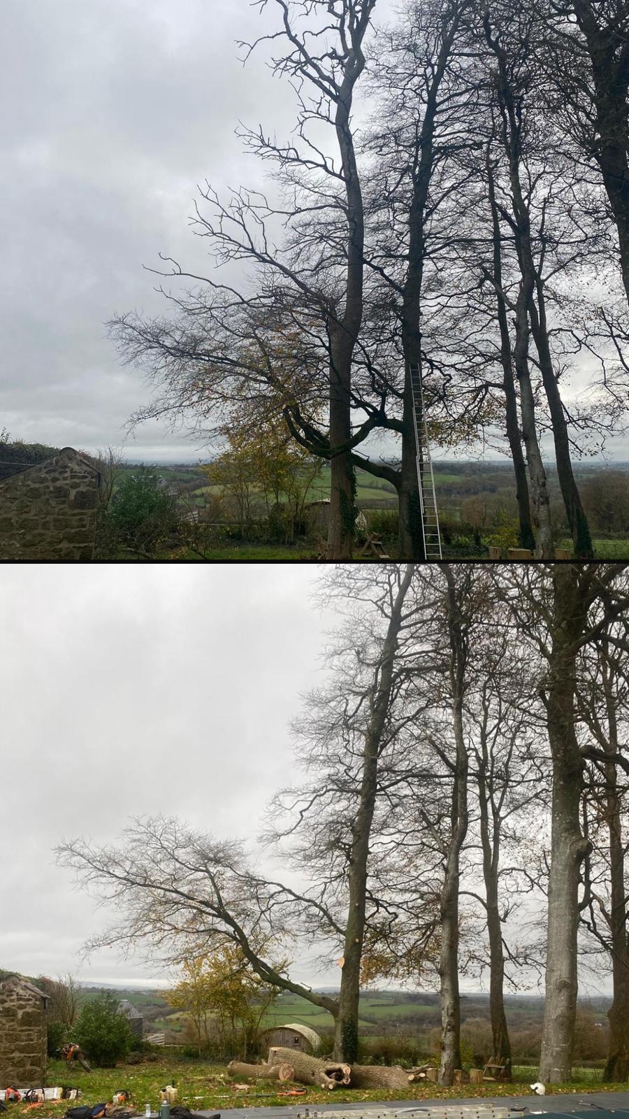 Tree Felling and Removals - ADW Tree Services