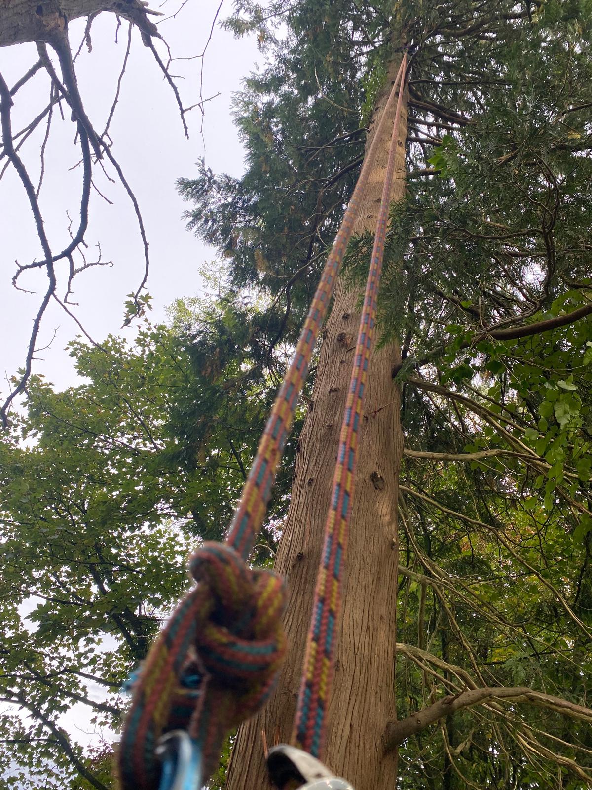 Tree Felling and Removals - ADW Tree Services