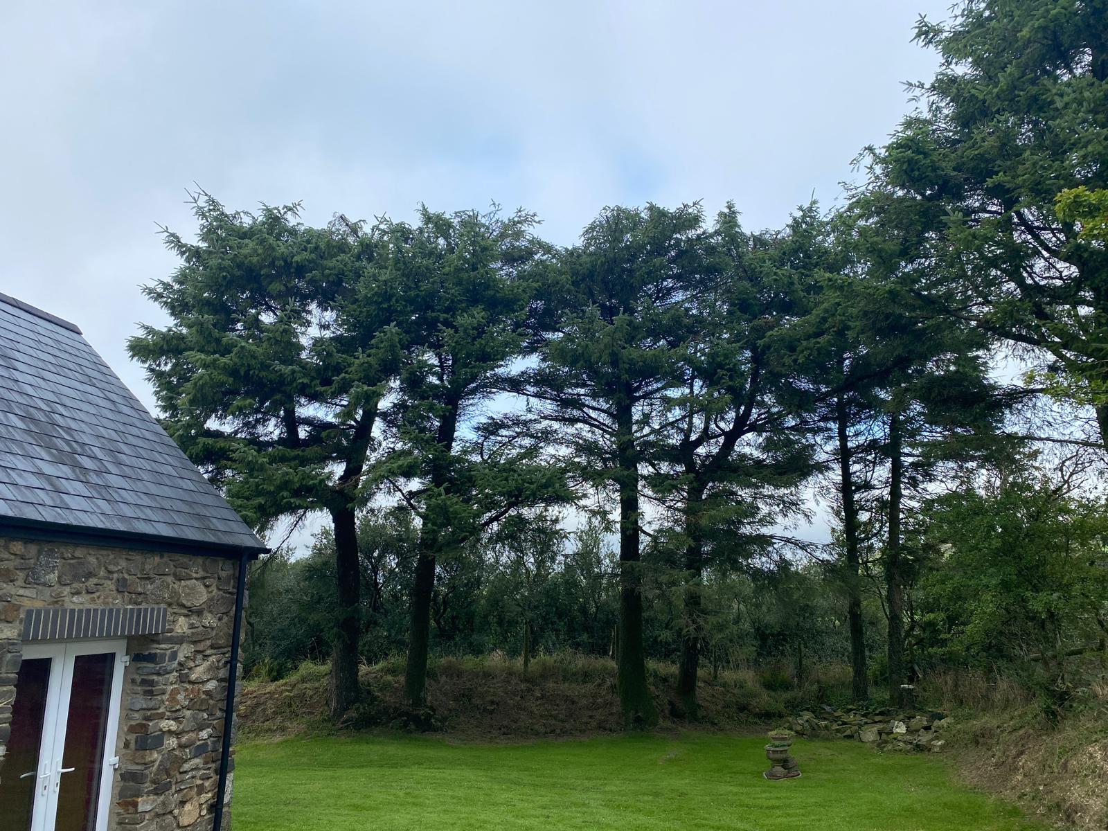 Pruning, Crown Reductions and Crown Lifting