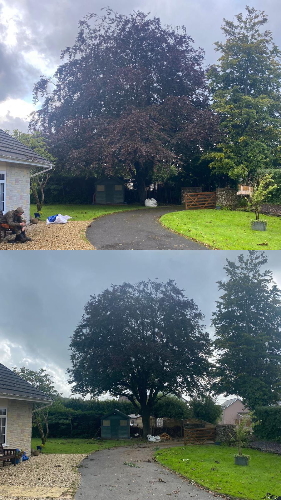 Pruning, Crown Reductions and Crown Lifting - ADW Tree Services