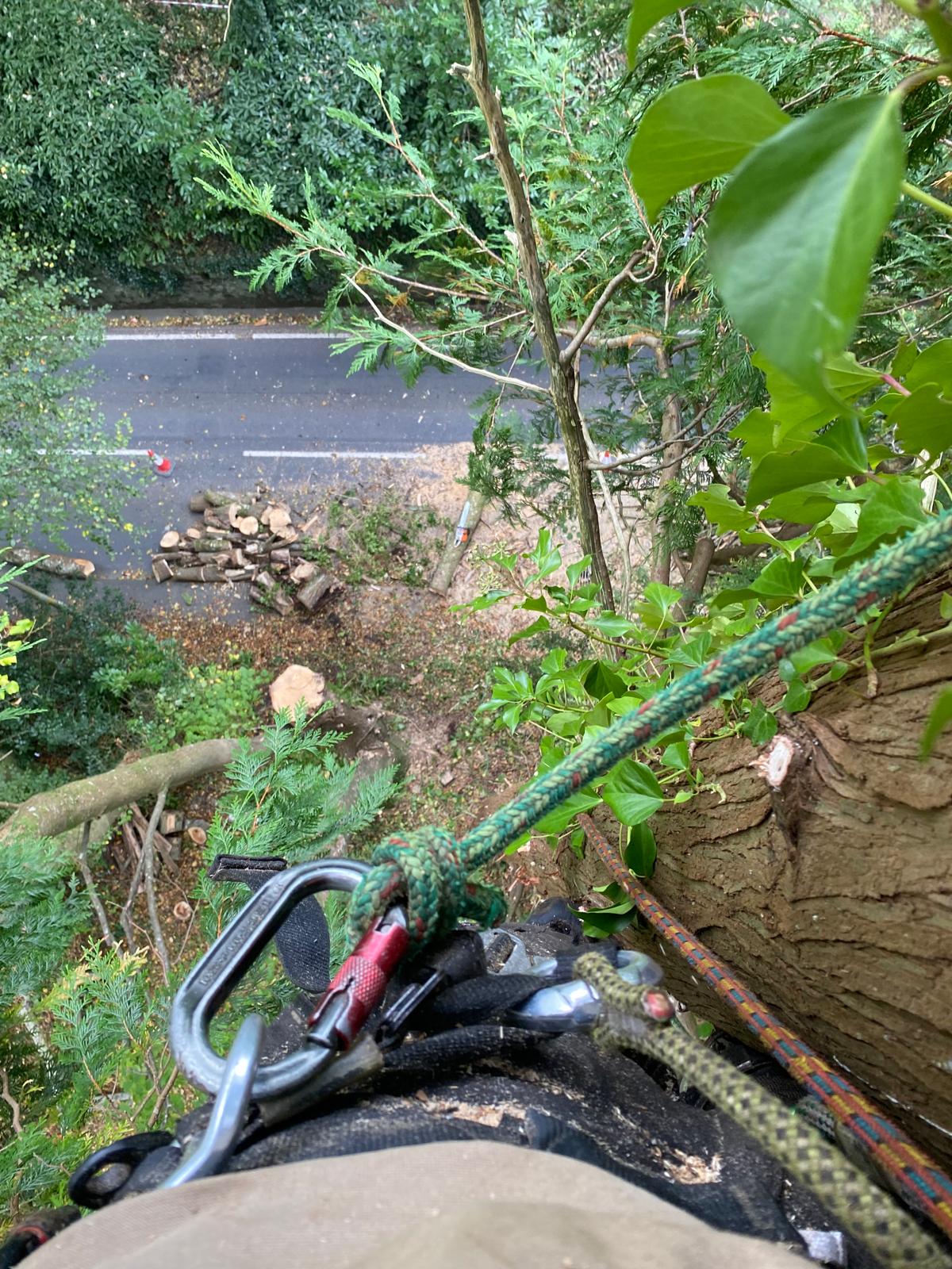 Tree Felling and Removals