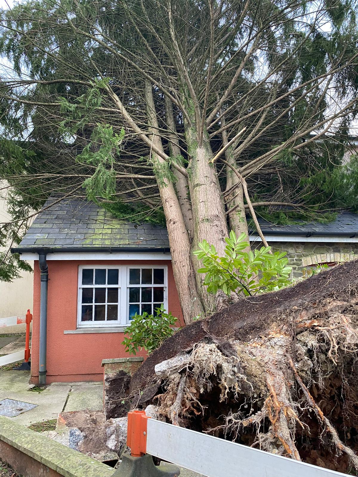 Tree Felling and Removals - ADW Tree Services