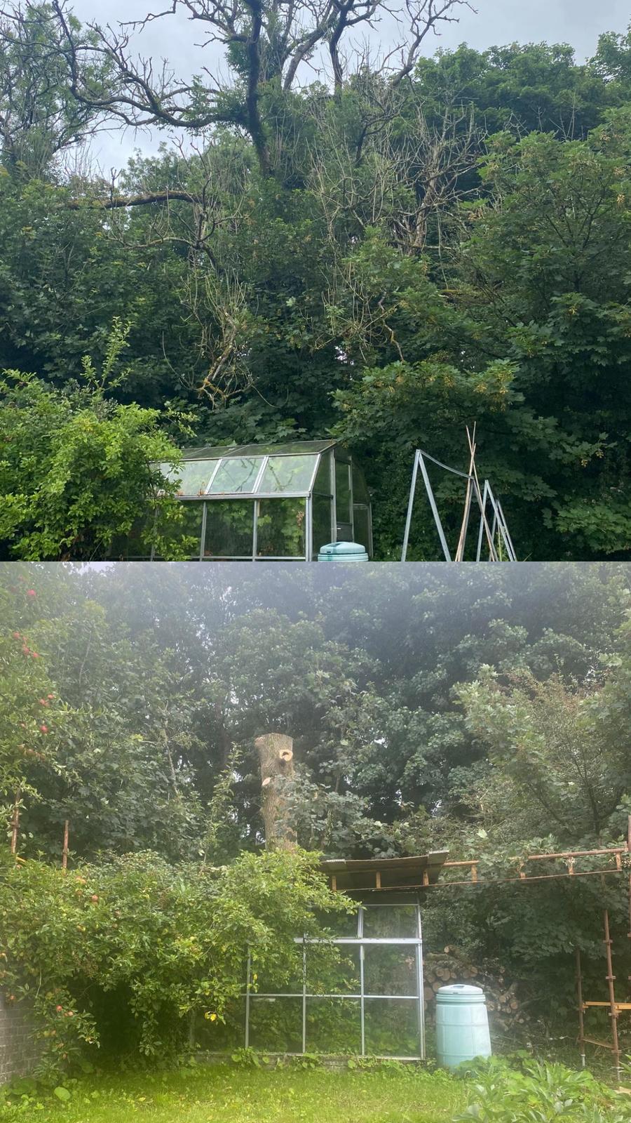 Tree Felling and Removals - ADW Tree Services